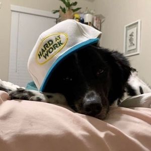 Meet your Posher, Siri